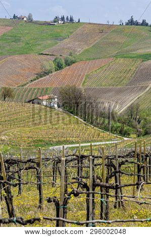 Oltrepo Pavese, Pavia, Lombardy, Italy: Country Landscape Of The Vineyards In Springtime (april)