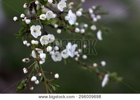 Cherry Plum Branches With White Flowers And Young Leaves, Spring Concept.