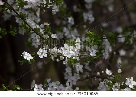 Cherry Plum Branches With White Flowers And Young Leaves, Spring Concept.