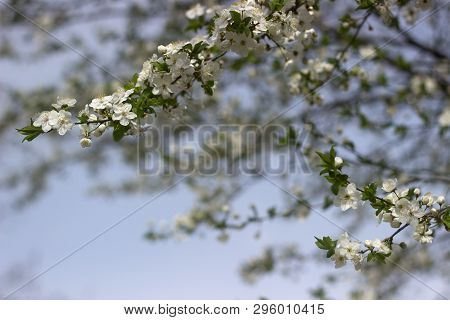 Cherry Plum Branches With White Flowers And Young Leaves, Spring Concept.