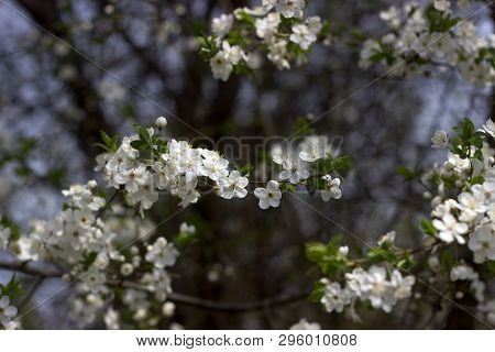 Cherry Plum Branches With White Flowers And Young Leaves, Spring Concept.