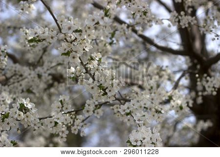 Cherry Plum Branches With White Flowers And Young Leaves, Spring Concept.