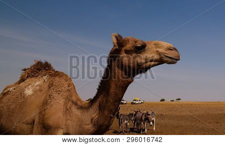 Portrait Of Drinking Camels At The Desert Well In Djibriga , Barh-el-gazal, Chad