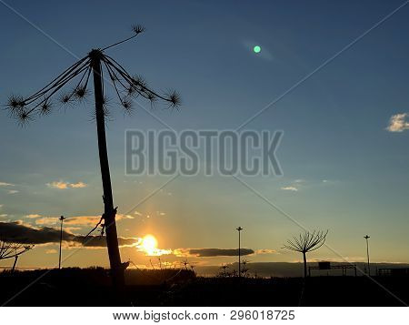 Dry Cow Parsnip Plant Against The Blue Sky And Sun