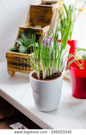 Beautiful Purple Crocus Flower Blooming In A Pot