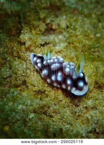 Closeup And Macro Shot Of Nudibranch Chromodorididae During Leisure Dive Underwater Diving In Sabah,
