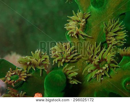 Soft Corals Reefs Or  Alcyonacea Is An Order Of Corals Which Do Not Produce Calcium Carbonate Skelet