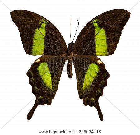 Color Butterfly, Isolated On White Background With Clipping Path, Papilio Palinurus.