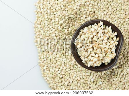 Sprouts of green buckwheat on white background. Macro shot raw organic buckwheat plant. Vegan germinated sprouts, vegetarian cuisine. Healthy diet buckwheat porridge food. 