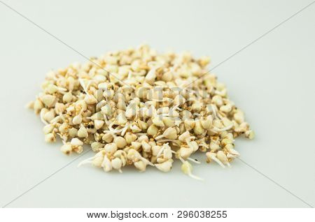 Sprouts of green buckwheat on white background. Macro shot raw organic buckwheat plant. Vegan germinated sprouts, vegetarian cuisine. Healthy diet buckwheat porridge food. 