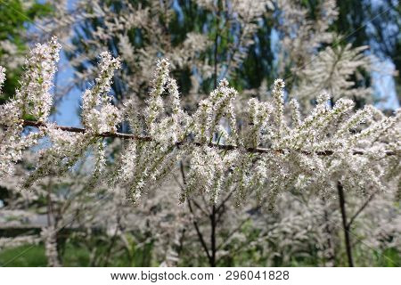 Branch Of Tamarix Ramosissima With Lots Of Small Pale Pink Flowers