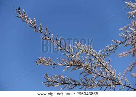 Twigs Of Tamarix Ramosissima Covered With Pink Flowers Against Blue Sky