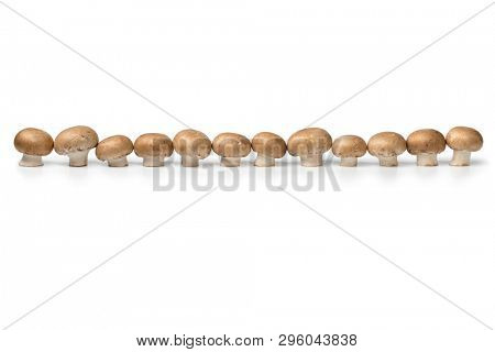 Row of fresh raw chestnut mushrooms iaolated on white background
