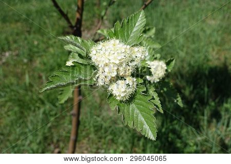Closeup Of White Flowers Of Sorbus Aria