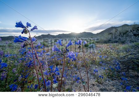 Canterbury Bells Wildflowers In Joshua Tree National Park During Californias Superbloom Bell Wildflo