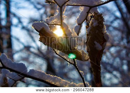 Beauty Of Winter Forest, Snow, Winter, Lonely Leaf