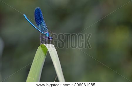 Macro Dragonfly In Forest (coleopteres Splendens), Close Up
