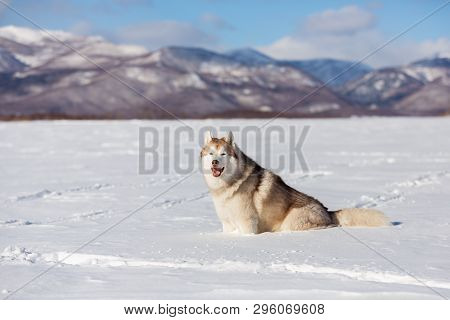 Portrait Of Gorgeous, Free And Phappy Dog Breed Siberian Husky Sitting In The Snow Field Back To The