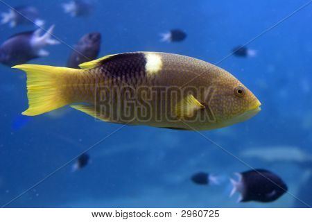 Parfish