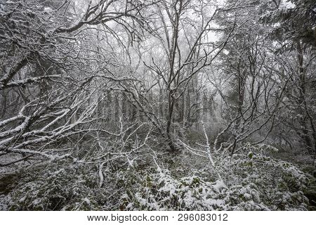 The Picture Of A Winter Forest In Huanglong National Park (china)