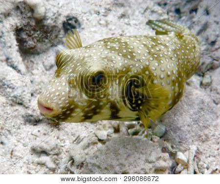 This Is A Picture Of A Boxfish, Taken In A Natural Underwater Conditions.