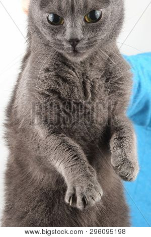 The Grey Cat Is Held By The Man's Hand By The Scruff