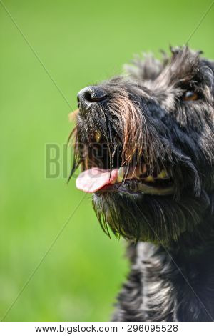 Detail View Of A Dogs Face Close-up. Black Male Cockapoo.