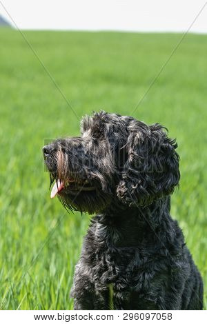 Black Male Cockapoo Dog In A Greenfield,