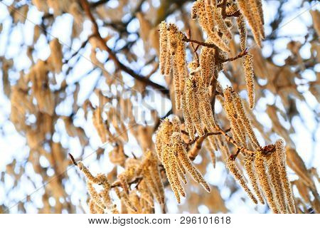 The Spring Bloom Of Aspen. Earrings-inflorescences Swaying In The Wind.