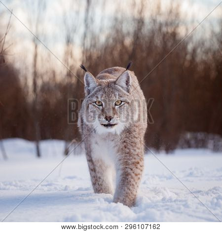 Abordable Eurasian Lynx, Portrait In Winter Field