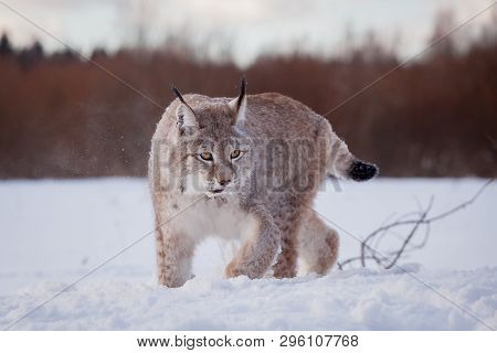 Abordable Eurasian Lynx, Portrait In Winter Field
