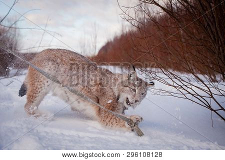 Abordable Eurasian Lynx, Portrait In Winter Field