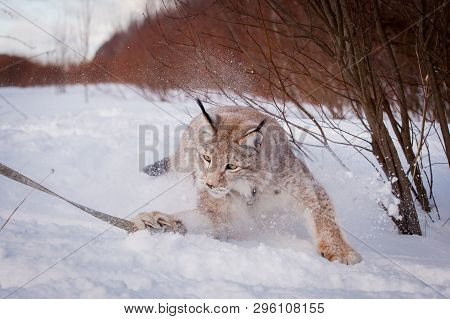 Abordable Eurasian Lynx, Portrait In Winter Field