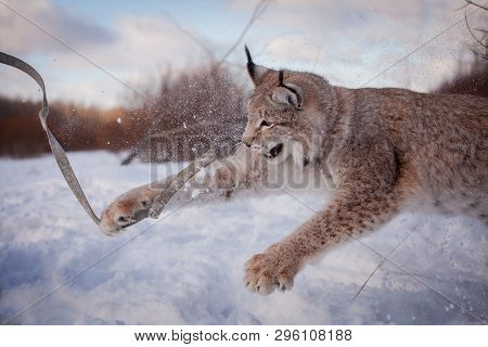 Abordable Eurasian Lynx, Portrait In Winter Field