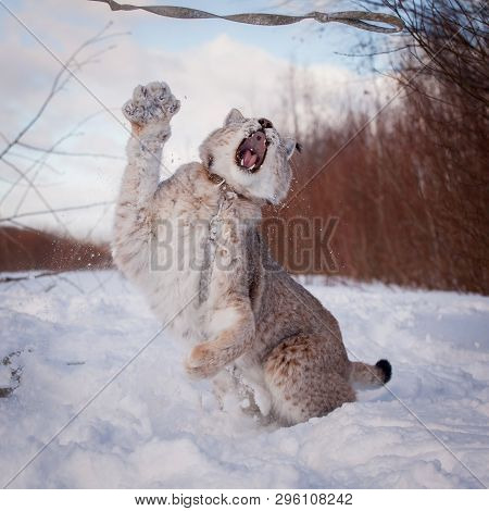Abordable Eurasian Lynx, Portrait In Winter Field