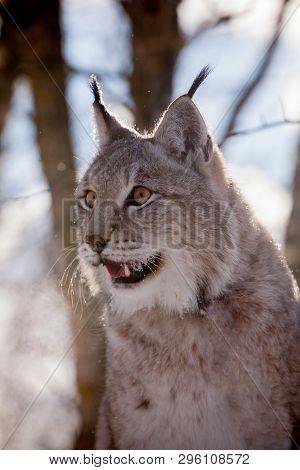 Abordable Eurasian Lynx, Portrait In Winter Field