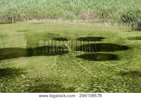Detail Of Coastal Swamp With Greenery Vegetation And Green Waters Closeup As Natural Background