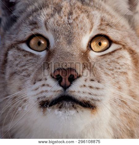 Abordable Eurasian Lynx, Portrait In Winter Field