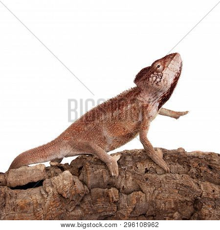 The Oustalets Or Malagasy Giant Chameleon On White
