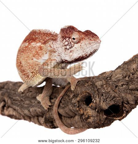 The Oustalets Or Malagasy Giant Chameleon On White