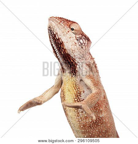 The Oustalets Or Malagasy Giant Chameleon On White