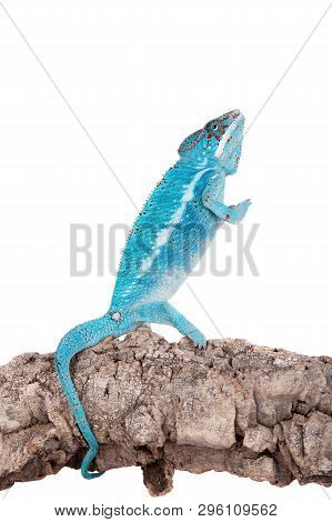The Panther Chameleon, Furcifer Pardalis On White