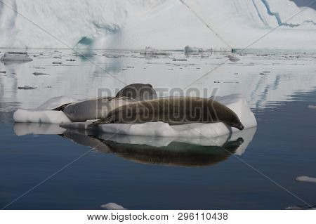 Crabeater Seal In The Water In Antarctica