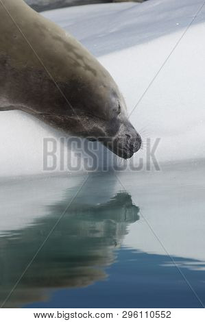 Crabeater Seal On The Ice In Antarctica