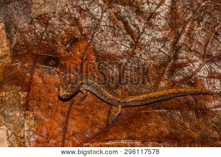 A Close Up Of A Four-toed Salamander In The Wild.