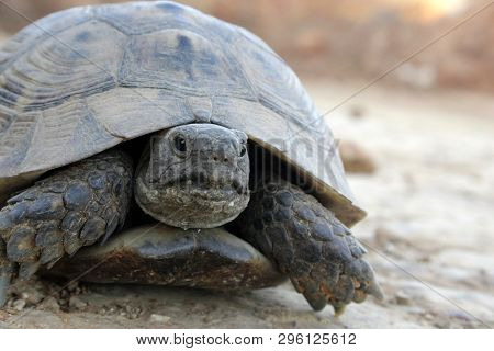 Tourtle In Wild Nature On Sand At Summer Close Up
