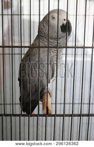 The Grey Parrot Or African Grey Parrot Psittacus Erithacus