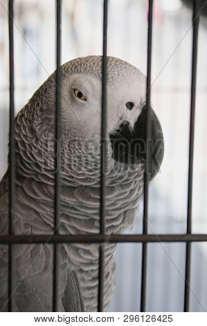 The Grey Parrot Or African Grey Parrot Psittacus Erithacus