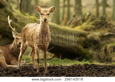 Wild Young Deer In The Spring Sunny Forest, Klampenborg Denmark