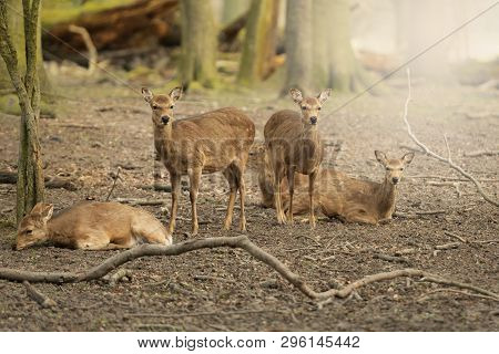 Five Wild Young Deer In The Spring Sunny Forest, Klampenborg Denmark